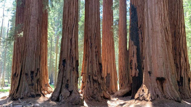 10 Facts About the California Redwood Tree